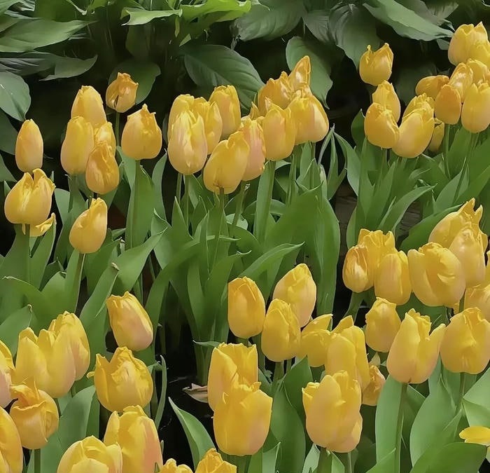avatar hoa tulip hd