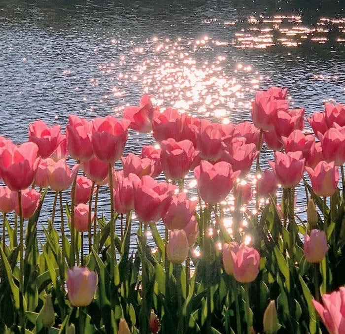 avatar hoa tulip siêu đẹp