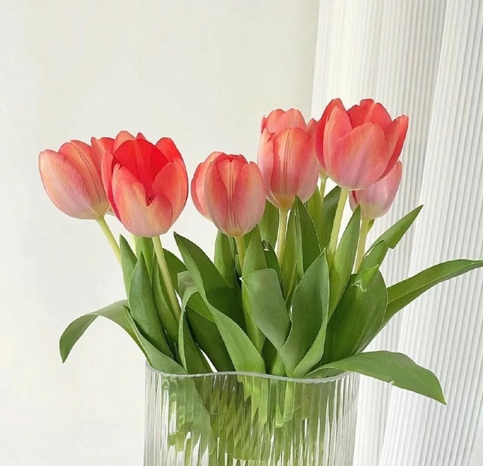 avatar hoa tulip xinh nhất
