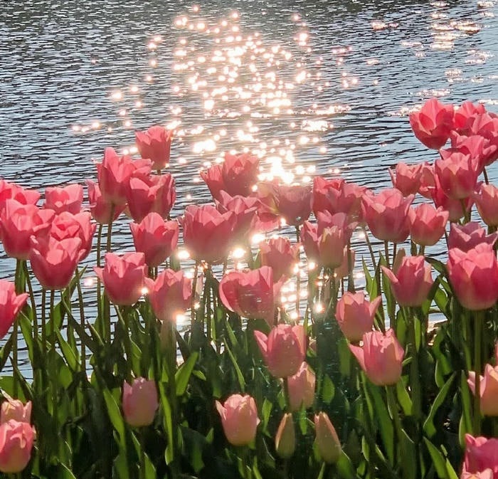 avatar hoa tulip xinh