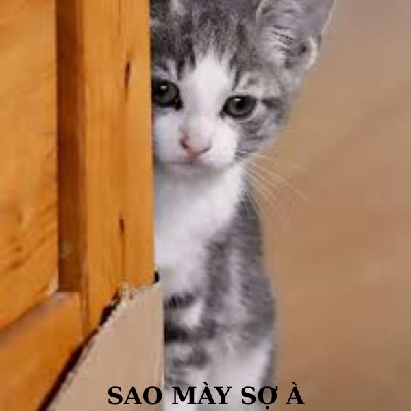 bạn sợ à meme khép nép