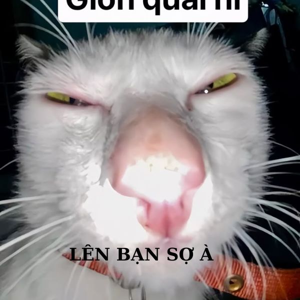 bạn sợ à meme mèo buồn ngủ