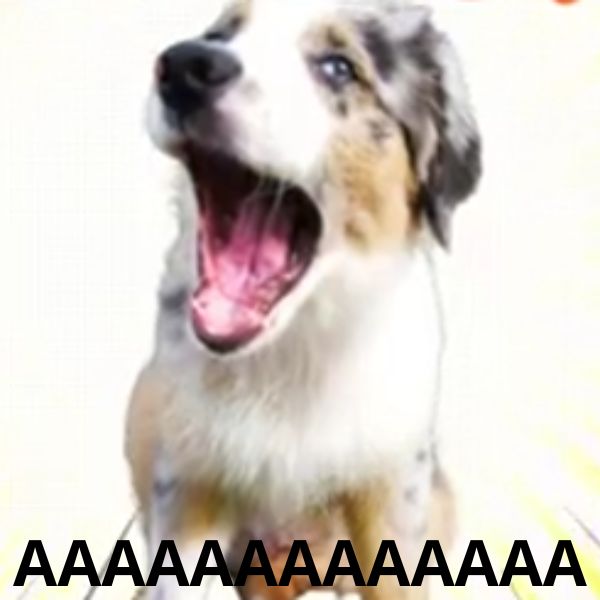 doge meme aaa