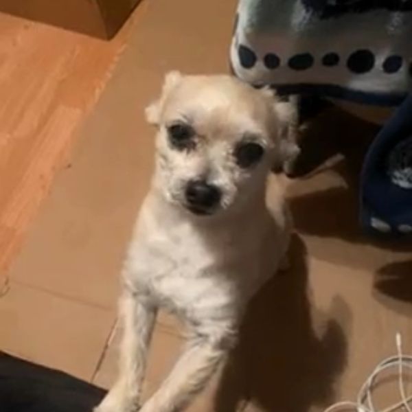 doge meme ăn vạ