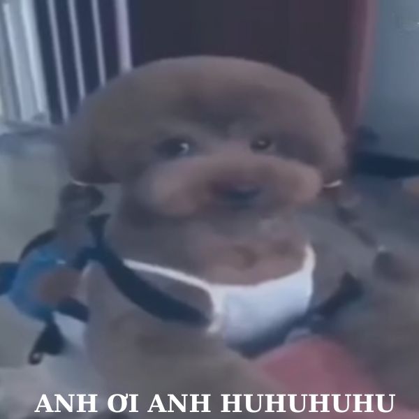 doge meme anh ơi