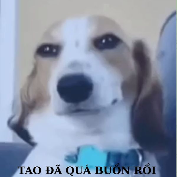 doge meme đã