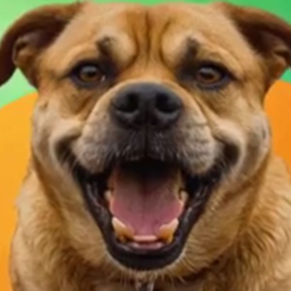 doge meme đáng yêu