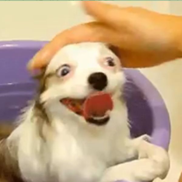 doge meme lè lưỡi