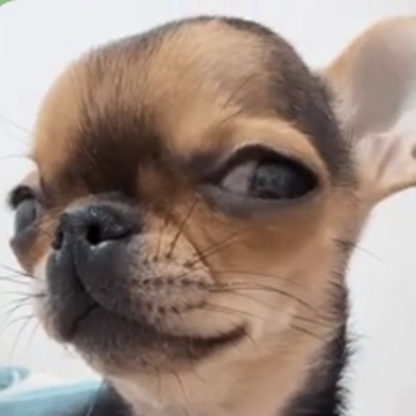 doge meme liếc