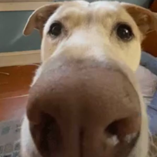 doge meme mũi to