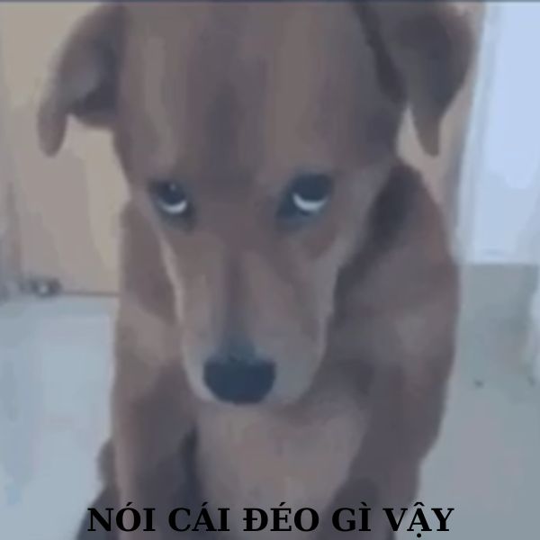 doge meme nói cái gì vậy