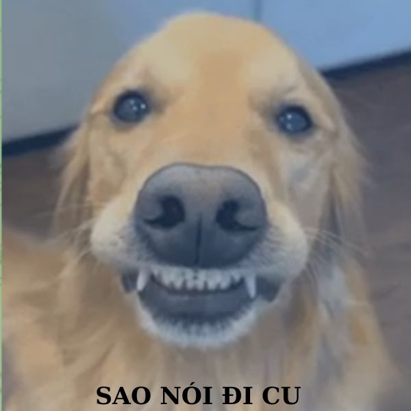 doge meme nói đi