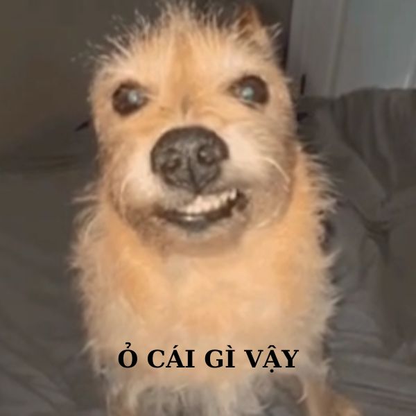 doge meme ỏ