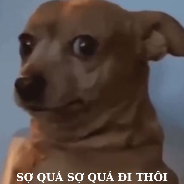 doge meme sợ quá sợ quá