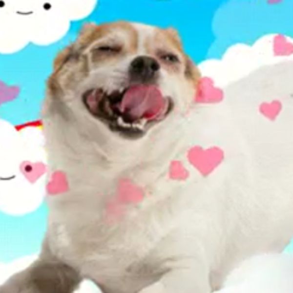 doge meme thả tim