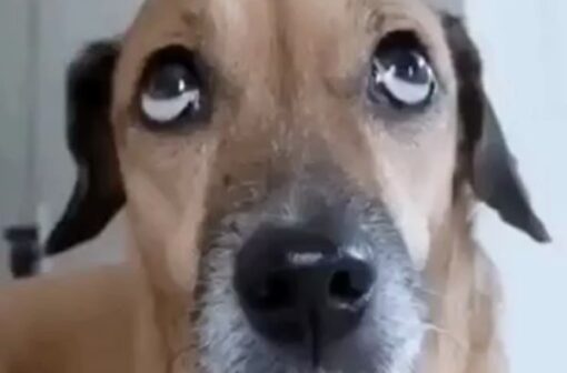 100+ Ảnh doge meme đa đạng biểu cảm siêu hài hước