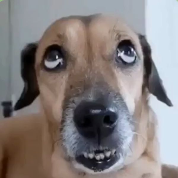 doge meme trợn mắt