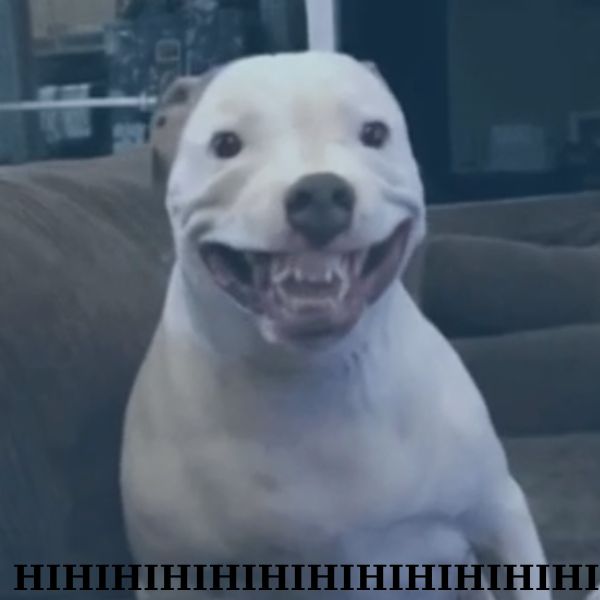 doge meme xấu xí