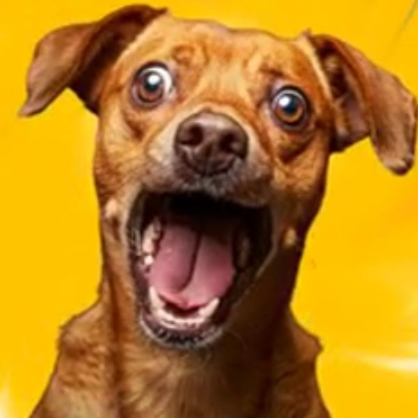 doge memee