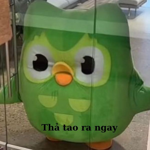 duolingo meme bị nhốt