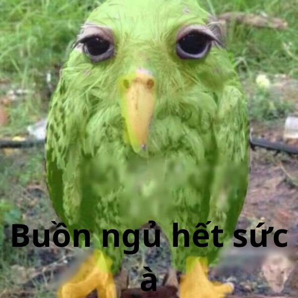 duolingo meme buồn ngủ