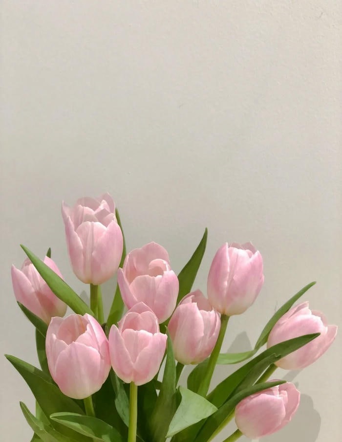 hình avatar hoa tulip xinh nhất