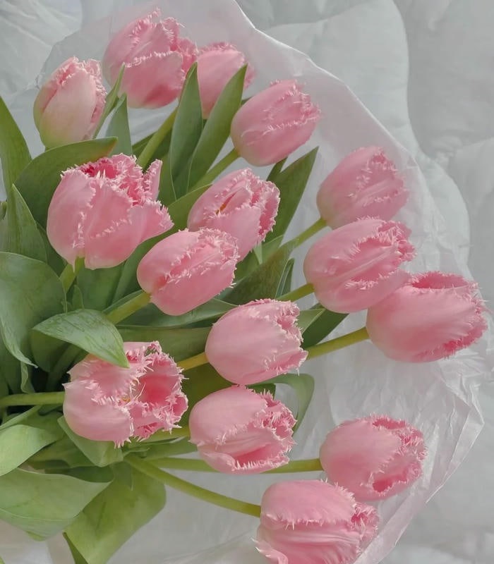 hình avatar hoa tulip