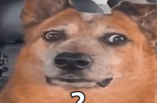 Top 100 meme hỏi chấm thể hiện sự ngạc nhiên theo cách hài hước nhất