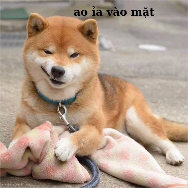 hình meme khinh bỉ cực hài