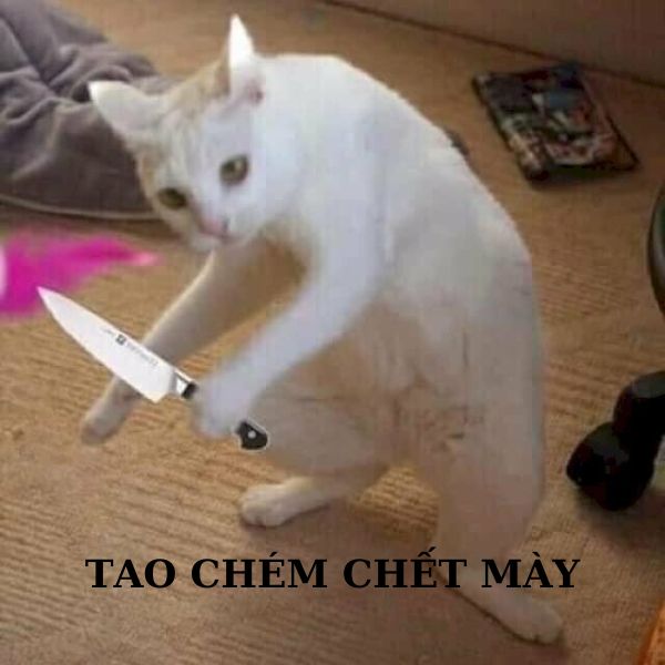 hình meme mèo cầm dao bựa