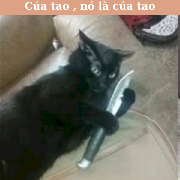 hình meme mèo cầm dao cực hài