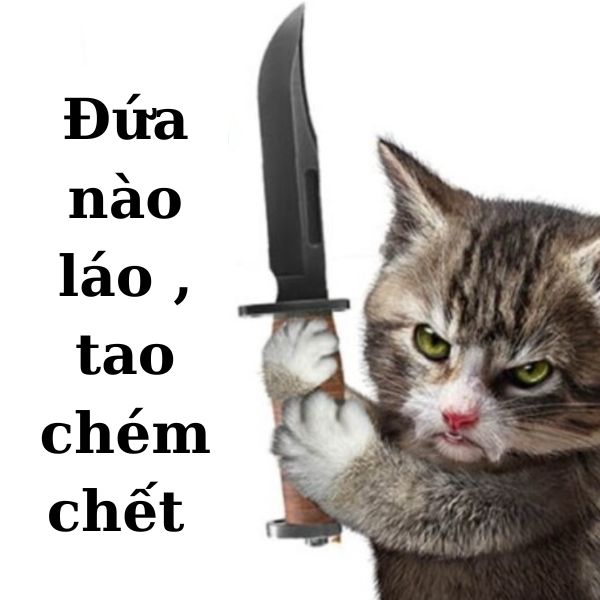 hình meme mèo cầm dao troll team