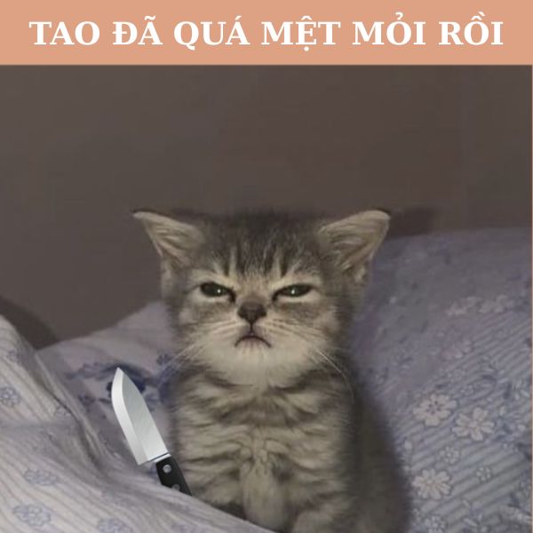 hình meme mèo cầm dao troll
