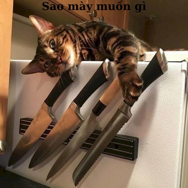 hình meme mèo cầm dao