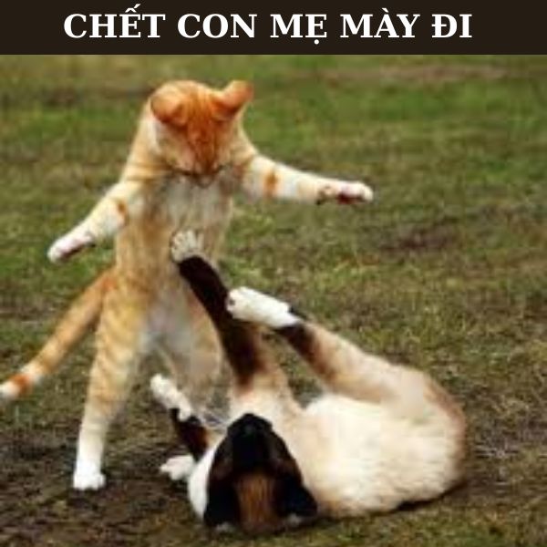 meme đánh nhau chết con mẹ mày đi