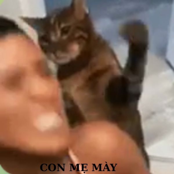 meme đánh nhau con mẹ này