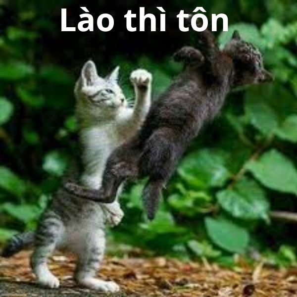 meme đánh nhau lào thì tôn
