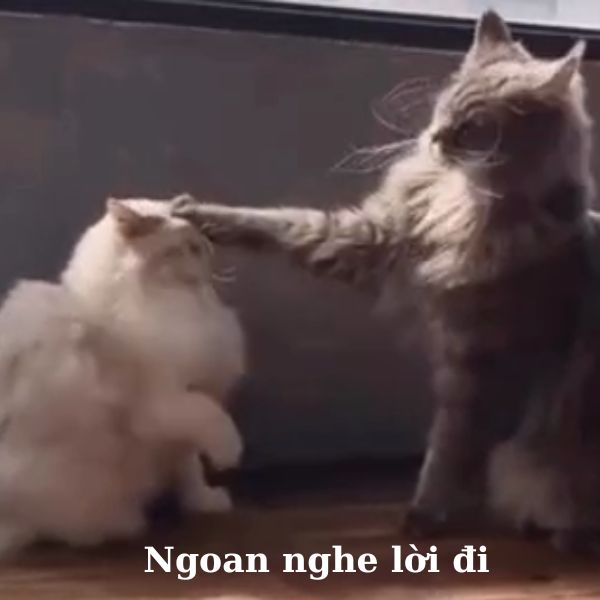 meme đánh nhau ngoan nghe lời đi