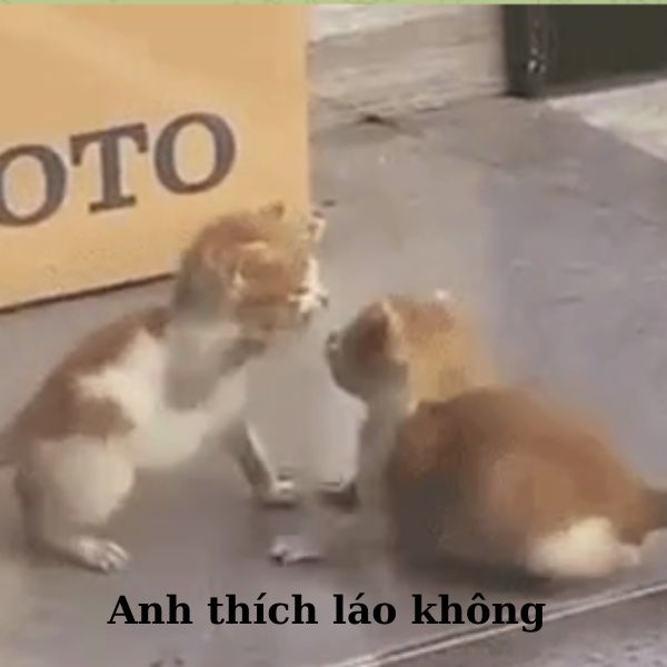 meme đánh nhau thích láo không