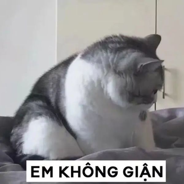 meme dỗi ân hận