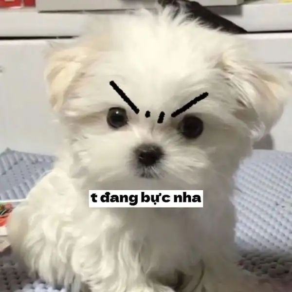 meme dỗi bực nha