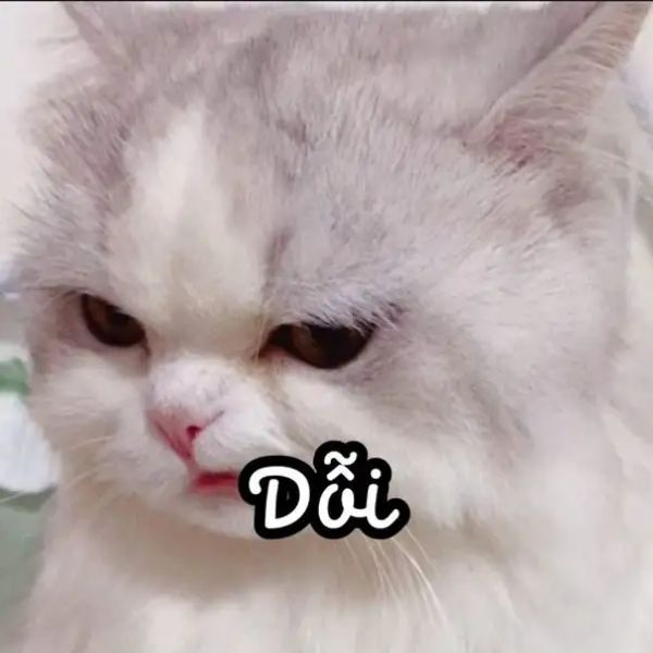 meme dỗi mèo