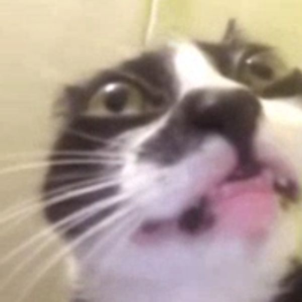 meme hài gốc mèo