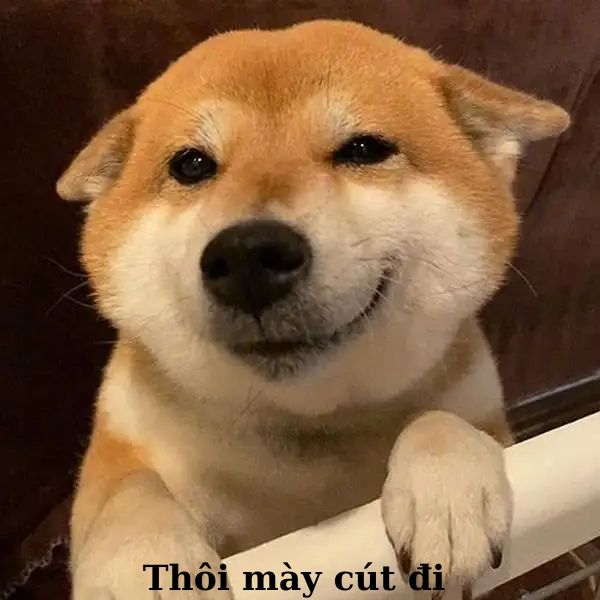 meme khinh bỉ chó siba