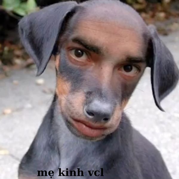 meme khinh bỉ cười