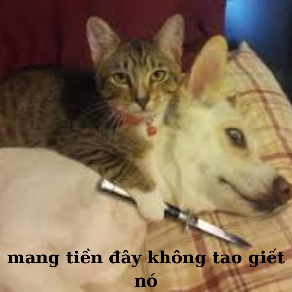 meme mèo cầm dao bựa
