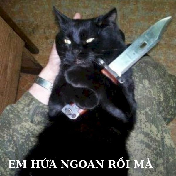 meme mèo cầm dao chế