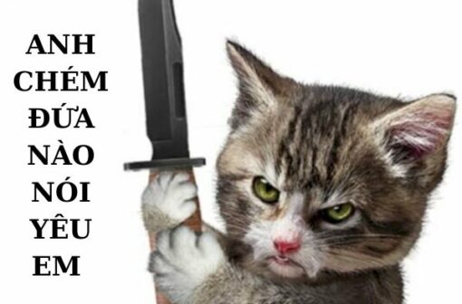 Phì cười với 120+ ảnh meme mèo cầm dao cà khịa cực mạnh