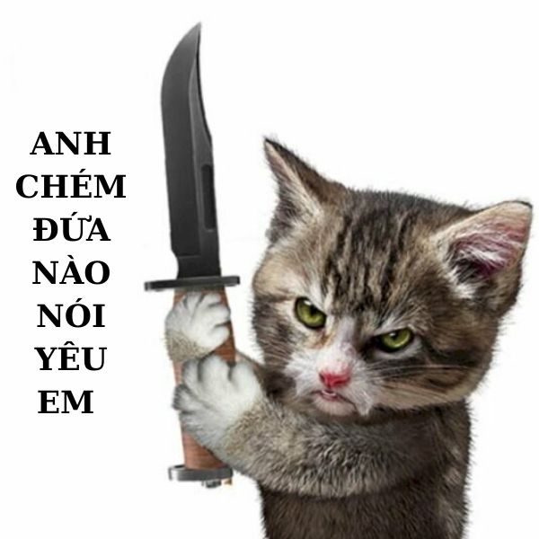meme mèo cầm dao hài hước
