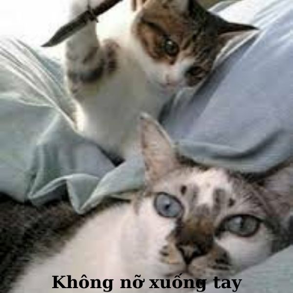 meme mèo cầm dao siêu bựa